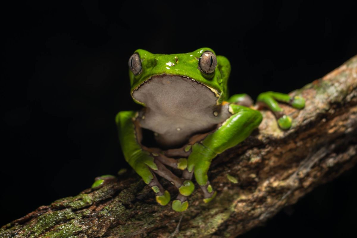 Amazonian tree frog