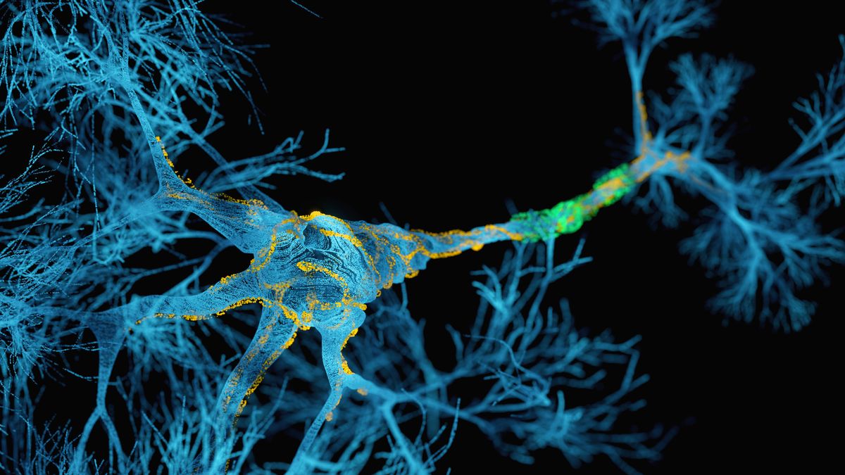 Neuron cell