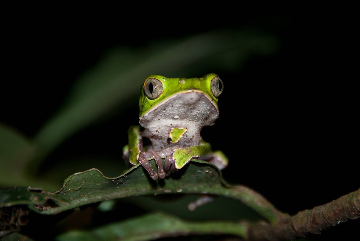 Amazonas tree frog (of Phyllomedusa genus) photographed in the Madidi National Park in Northern Bolivia.