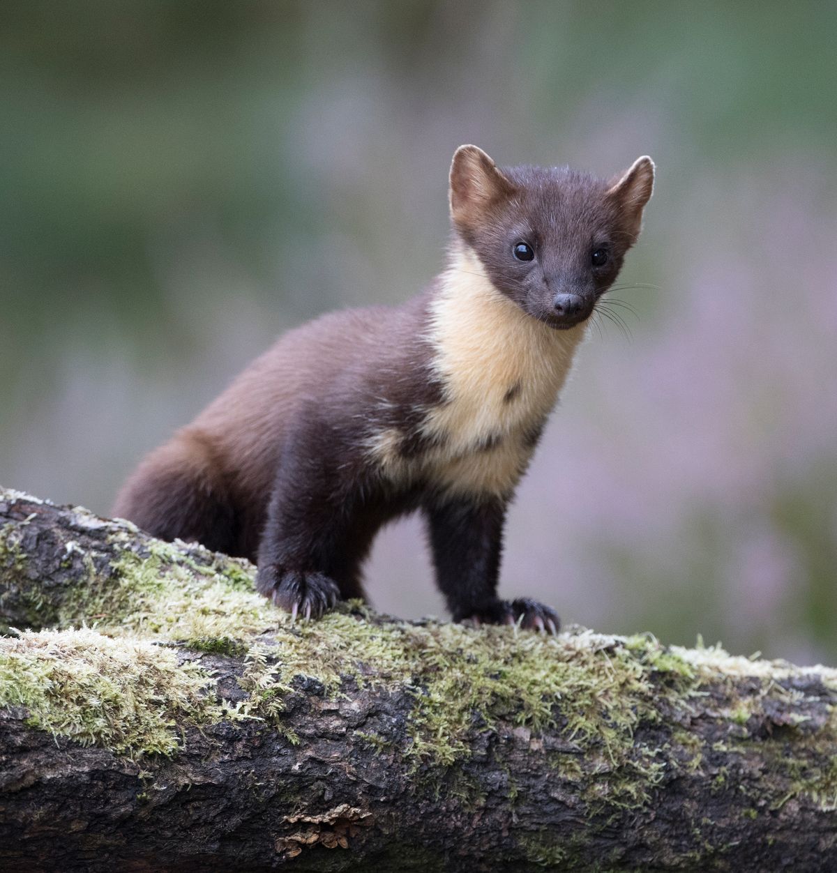 Pine Marten posing on log