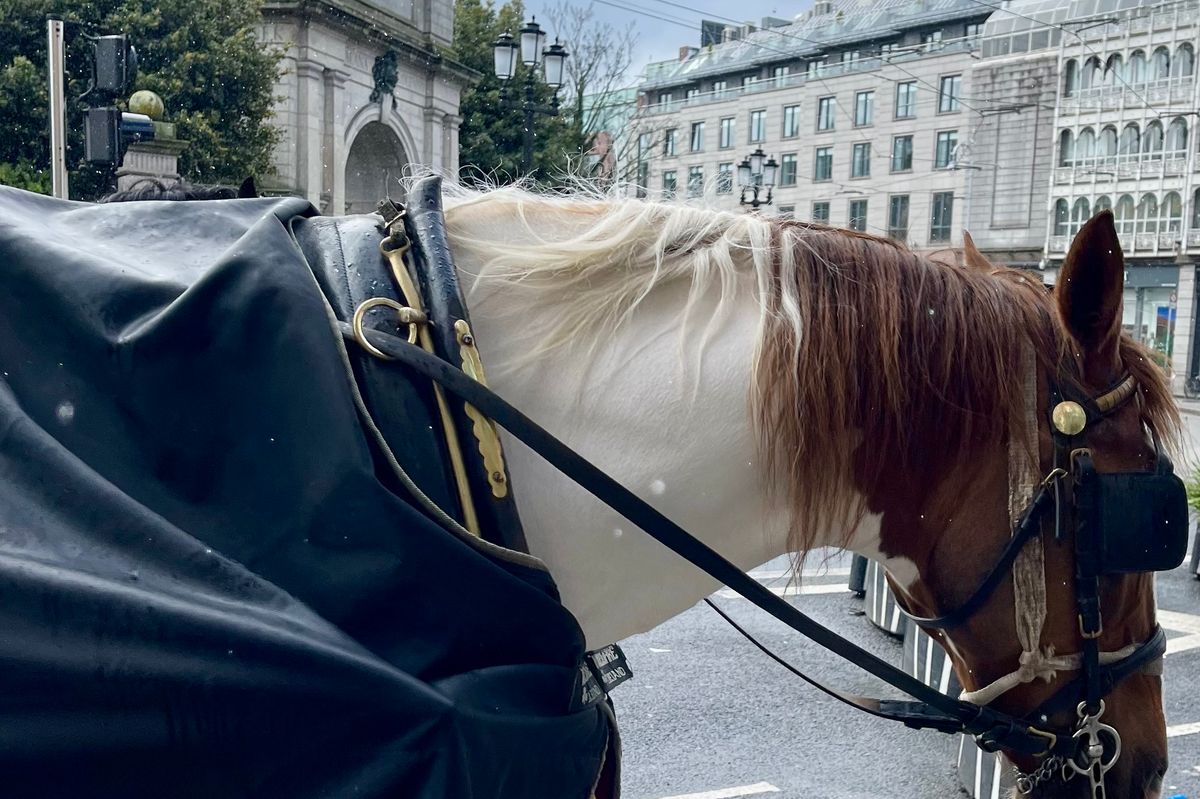 Harnessed horse attached to a traditional carriage a Stephen's Green in Dublin