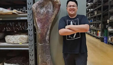 Newly discovered dinosaur, which weighed more than 9 elephants, is the largest ever found in Southeast Asia