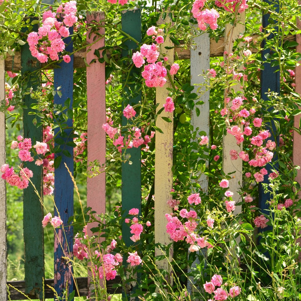 15 Small Garden Ideas pink blooming rose climbing on colorful wooden fence
