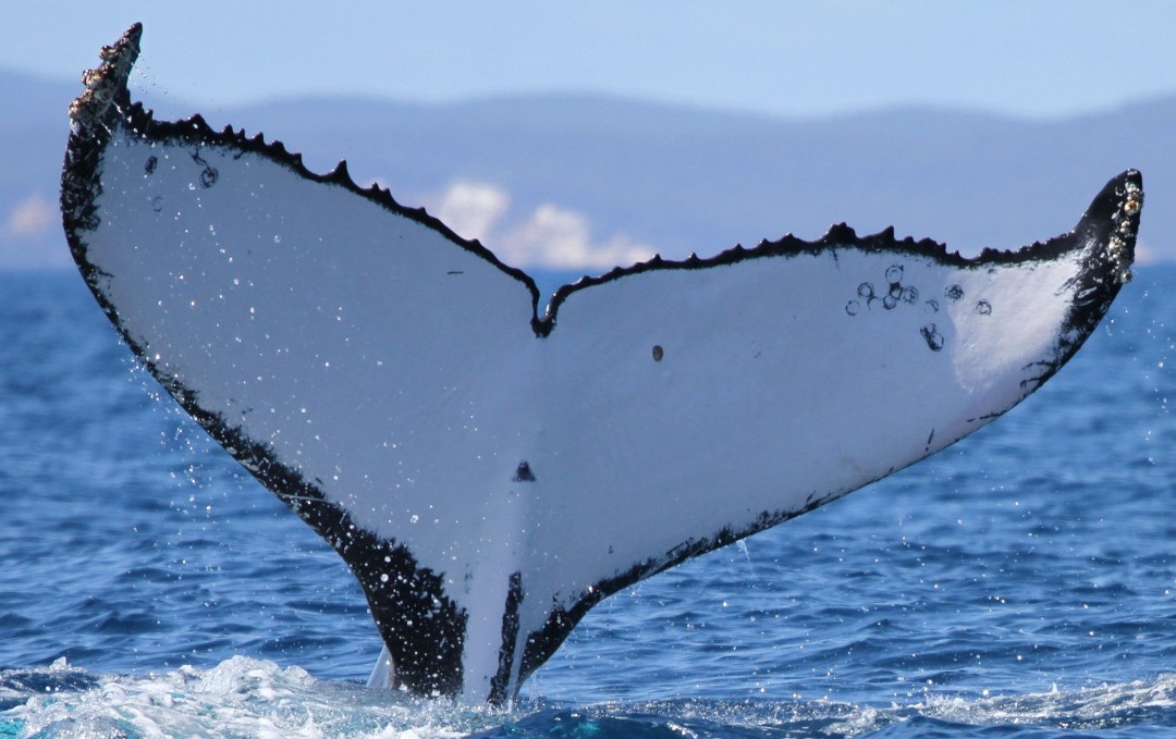 Humpback Whale's 9.4K-Mile Trek Sets Migration Record