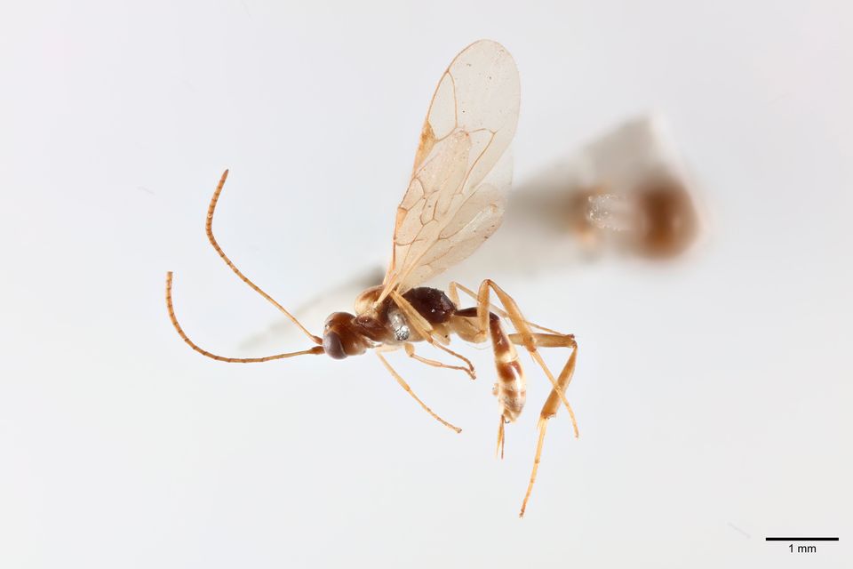 The parasitic Chilean wasp. Photo: PA
