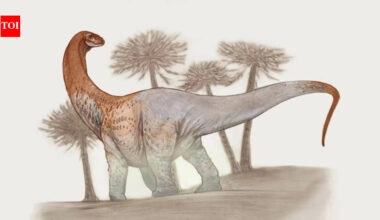 Colossal Dinosaur: Meet Chucarosaurus: The colossal dinosaur so massive its fossils cracked roads; now reshaping the story of the Titanosaurs