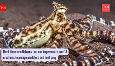 Mimic Octopus: Meet the mimic Octopus that can impersonate over 13 creatures to escape predators and hunt prey