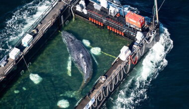 Humpback whale ‘Timmy’ released in North Sea after weeks stranded off Germany