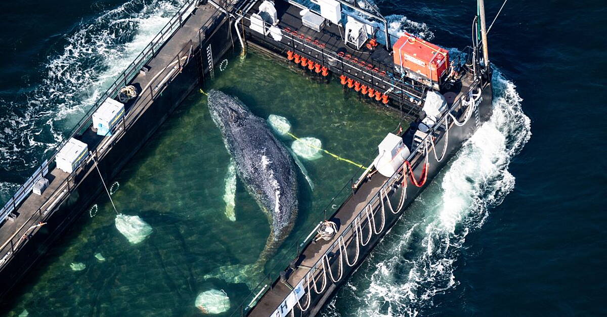 Humpback whale ‘Timmy’ released in North Sea after weeks stranded off Germany