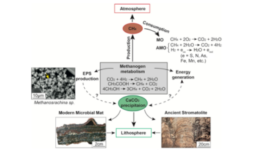 Methanogens Through Time and Space: Impact on Earth’s Planetary Evolution and Biogeochemistry