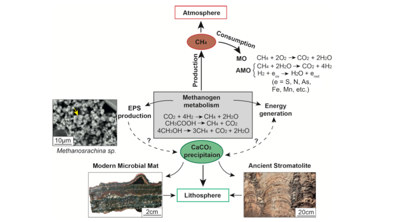 Methanogens Through Time and Space: Impact on Earth’s Planetary Evolution and Biogeochemistry