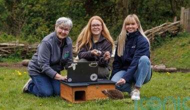 First project tracking hedgehogs in Northern Ireland to help protect their future