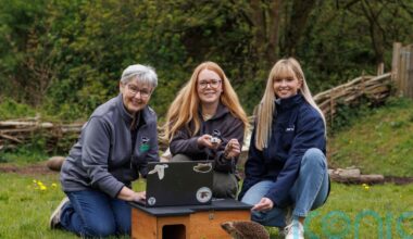 First project tracking hedgehogs in Northern Ireland to help protect their future
