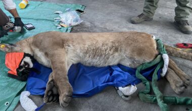 Mountain lion found beneath car in California neighborhood