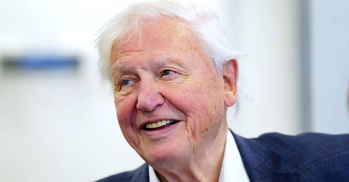 New species of wasp named after David Attenborough for his 100th birthday