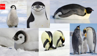 6 facts that will change how you see penguins