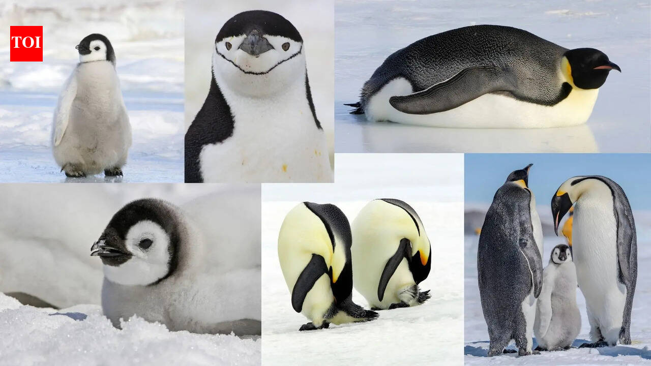 6 facts that will change how you see penguins