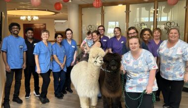 Wexford residents give alpaca friends a welcome return to local nursing home – ‘The smile on their faces said it all’