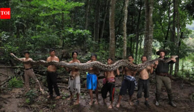 World’s longest wild snake in Indonesia: The 23-foot ‘Baroness’ that stunned scientists and raised conservation concerns | World News