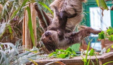 First sloth born in Scotland is named after David Attenborough