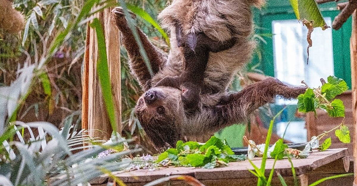 First sloth born in Scotland is named after David Attenborough