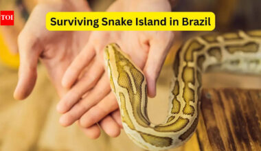 Surviving Snake Island in Brazil; 5 disturbing facts about the world’s most dangerous island every traveller should know