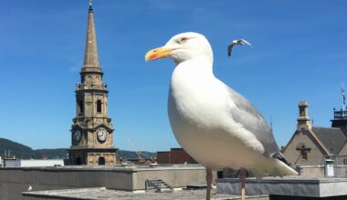 ‘Dive-bombing’ urban gulls snatching food and keeping people awake sparks action in Inverness