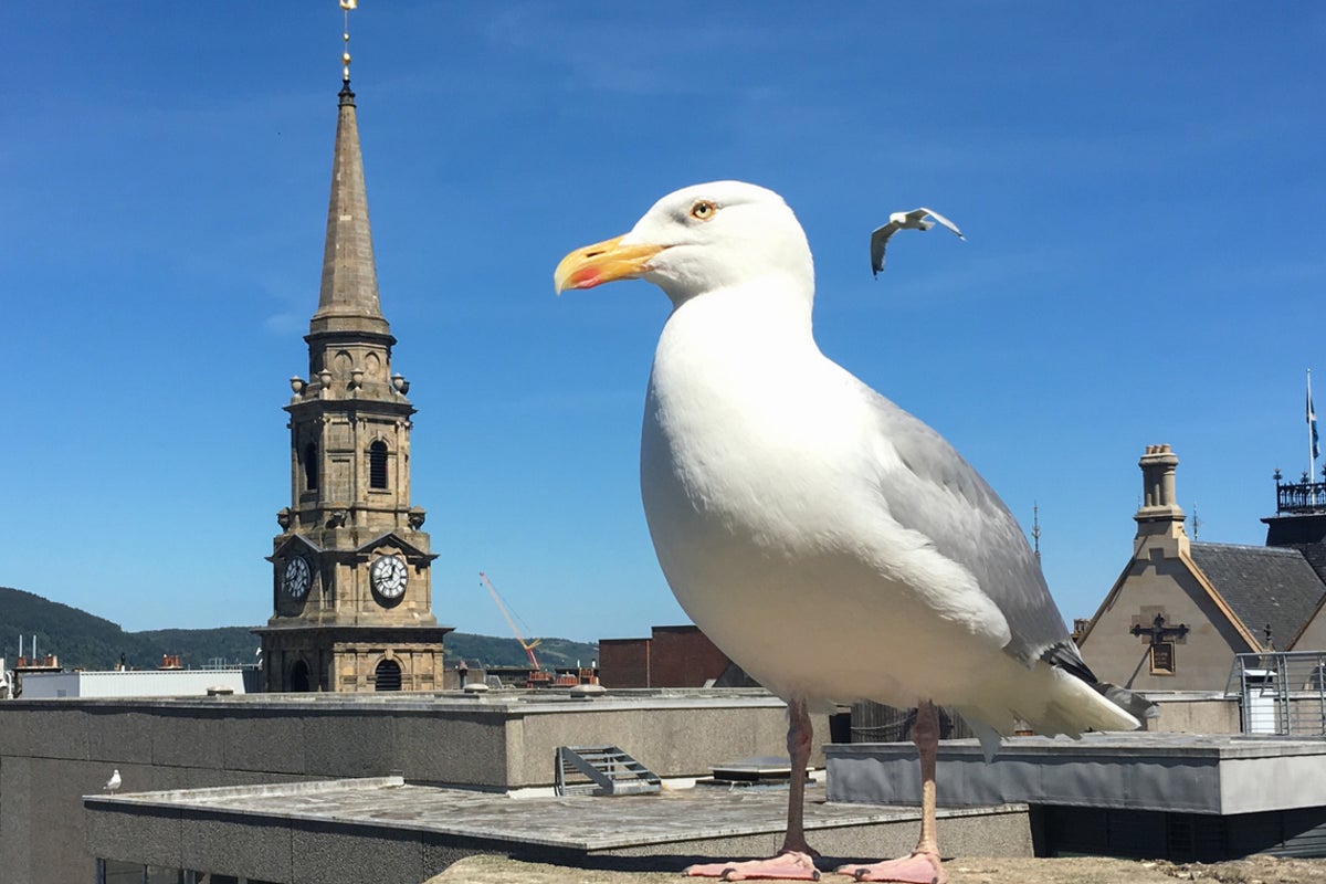 ‘Dive-bombing’ urban gulls snatching food and keeping people awake sparks action in Inverness