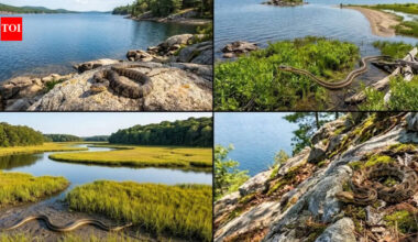5 most snake-populated waters in New England | World News