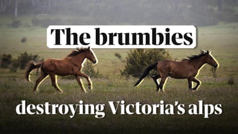 Trampling Victoria's Alps: how brumbies are destroying the native habitat – video