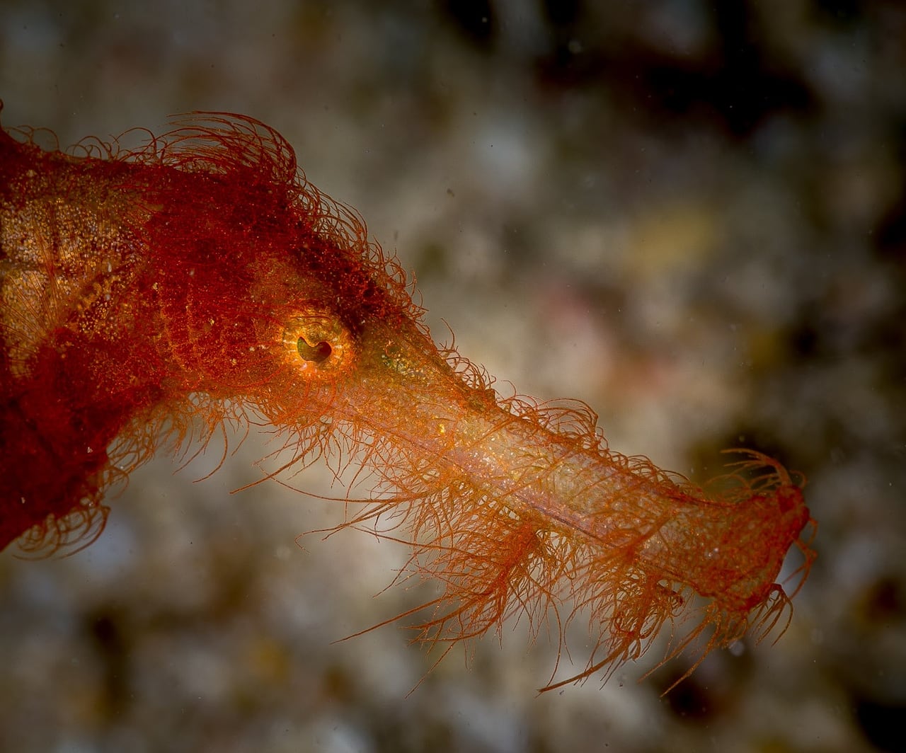 The head of a small orange fish with a long snout and bright yellow eyes.