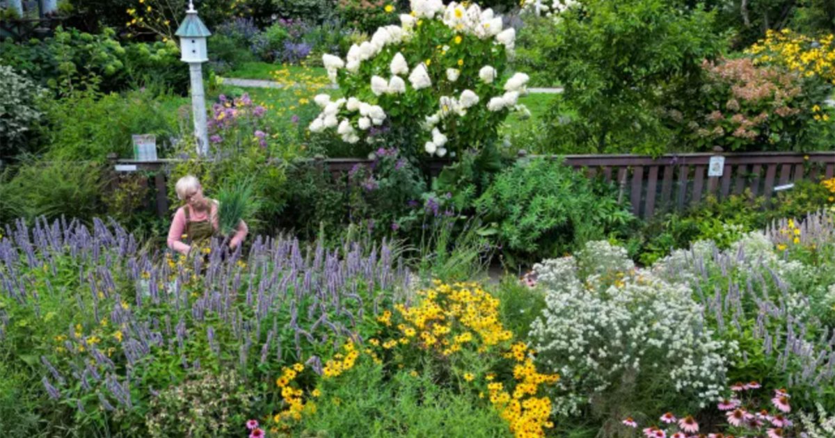 Once Dismissed As Weeds, Native Plants Are Flying Off the Shelves – Mother Jones