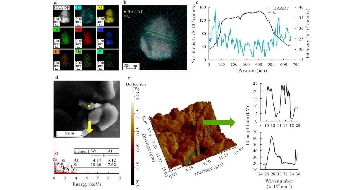 Cracks in the root: how wheat absorbs clay minerals