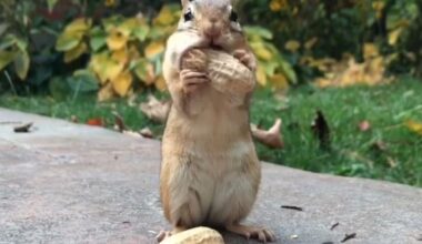 8 Funny Wild Animal Videos From The Comedy Wildlife Photography Awards