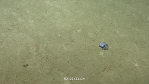 This newly-discovered blue octopus from the Galápagos Islands could curl up in the palm of your hand
