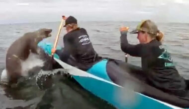 Canoe Racers Have Dramatic Encounter with Sea Lion Looking to 'Be Part of the Team'