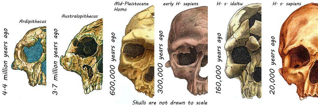 Illustration of human skull evolution from 4.4 million to 20,000 years ago.