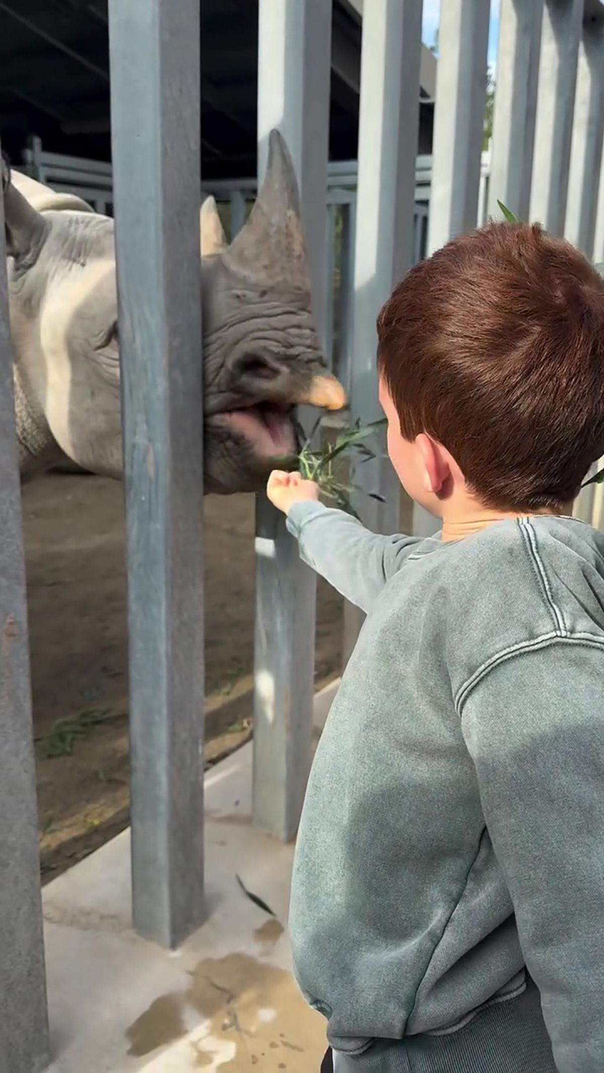 Prince Archie feeds a rhino at the Living Desert Zoo 