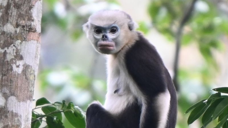Endangered monkey bouncing back in Vietnam