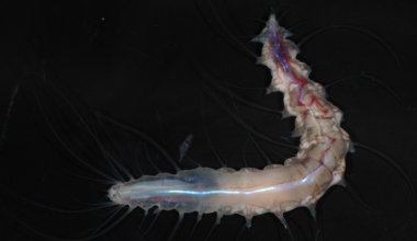 From ‘ghost sharks’ to ‘death ball’ sponges: Scientists find more than 1,100 wild and unusual ocean species