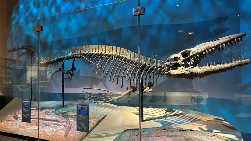 Giant marine predator Tylosaurus rex was the T. rex of the sea