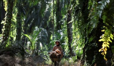 Malaysian palm oil groups worried Indonesian export revamp could cause short-term disruption