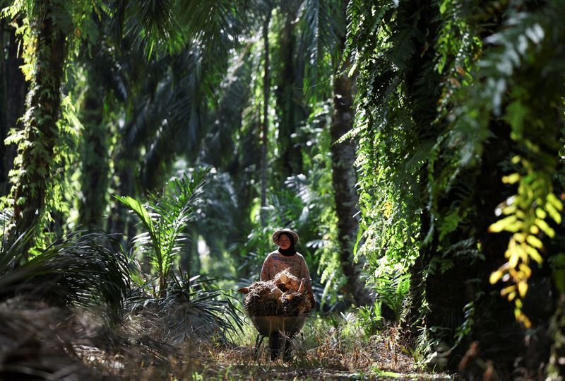 Malaysian palm oil groups worried Indonesian export revamp could cause short-term disruption