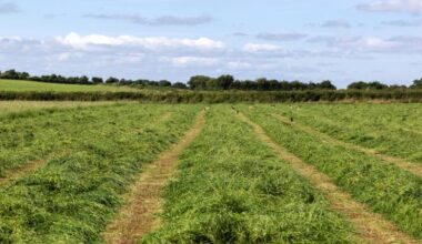 Contractor to pay tractor driver €500 over silage season employment dispute