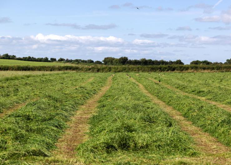 Contractor to pay tractor driver €500 over silage season employment dispute