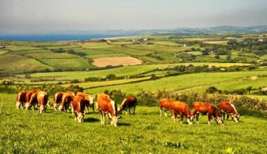 Veterinary Ireland questions estimates of bluetongue vaccinations