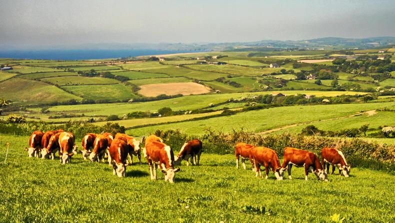 Veterinary Ireland questions estimates of bluetongue vaccinations