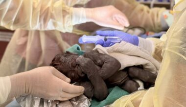 Baby gorilla born via rare C-section at Washington State zoo