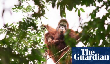 ‘Should we leave them to die?’ The battle over how to save orangutans from the curse of palm oil | Wildlife