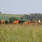 Cow-calf pairs grazing on summer pasture near Olds, Alta. Photo: Melissa Jeffers-Bezan.